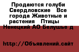 Продаются голуби Свердловские - Все города Животные и растения » Птицы   . Ненецкий АО,Белушье д.